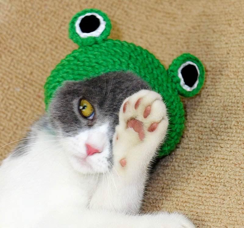 Hand crocheted Frog Hats For Cats Or Dogs